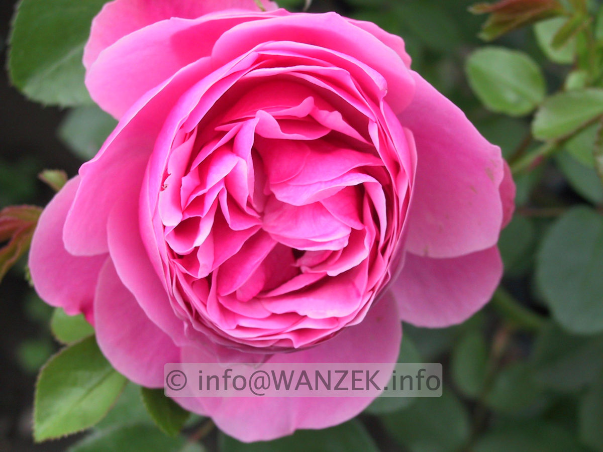 Strauchrose Leonardo Da Vinci 02.JPG